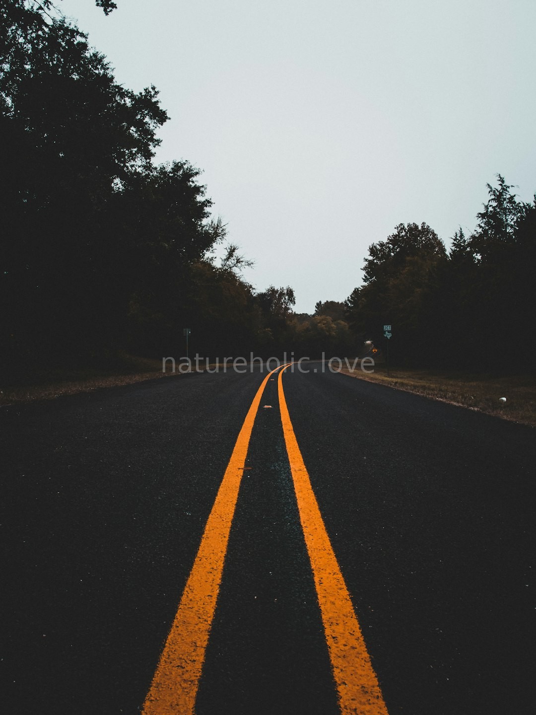 Lush Forest