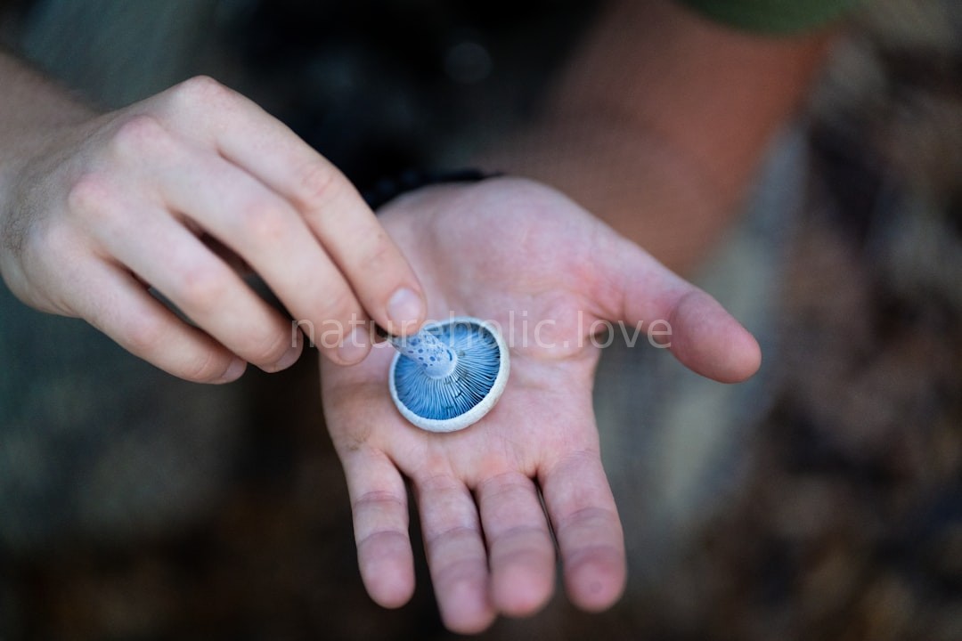 Guide in nature